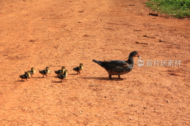 母鸭和身后的小鸭子