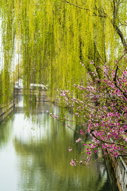 春天苏州园林耦园，桃花垂柳与碧绿的河水