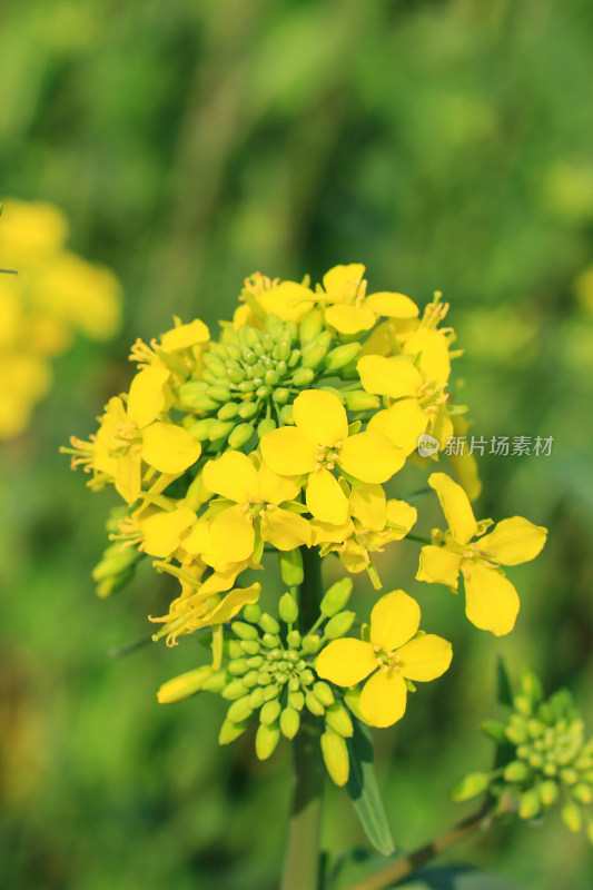 春天金黄的油菜花