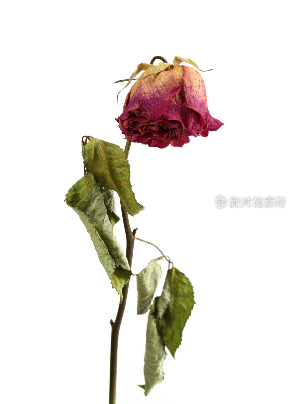 一朵干花玫瑰花的白底图