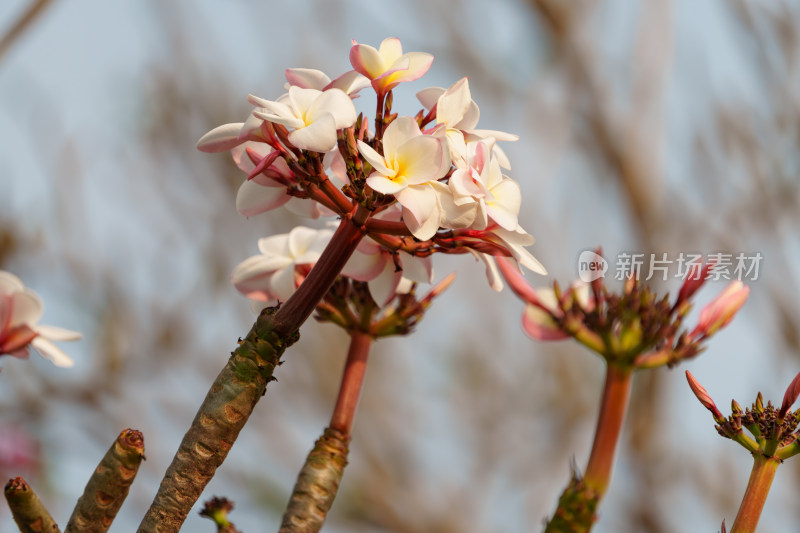 粉白鸡蛋花特写