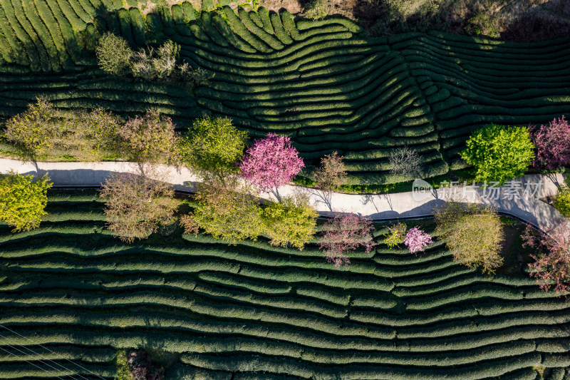 龙岩永福台品樱花茶园