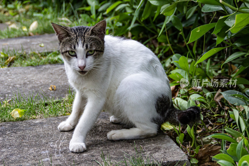 小猫特写