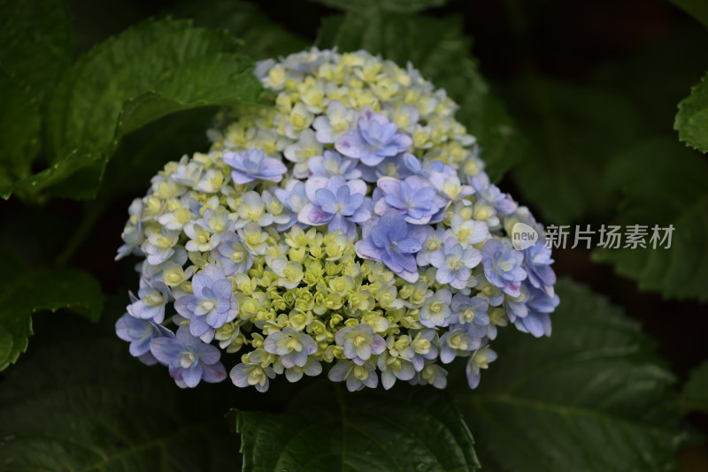 夏天盛开的蓝色绣球花特写