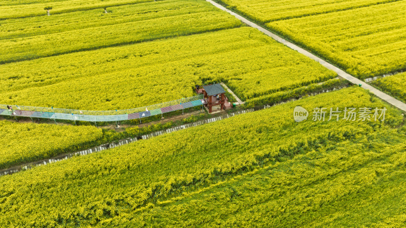 湖北武汉蔡甸消泗油菜花海航拍