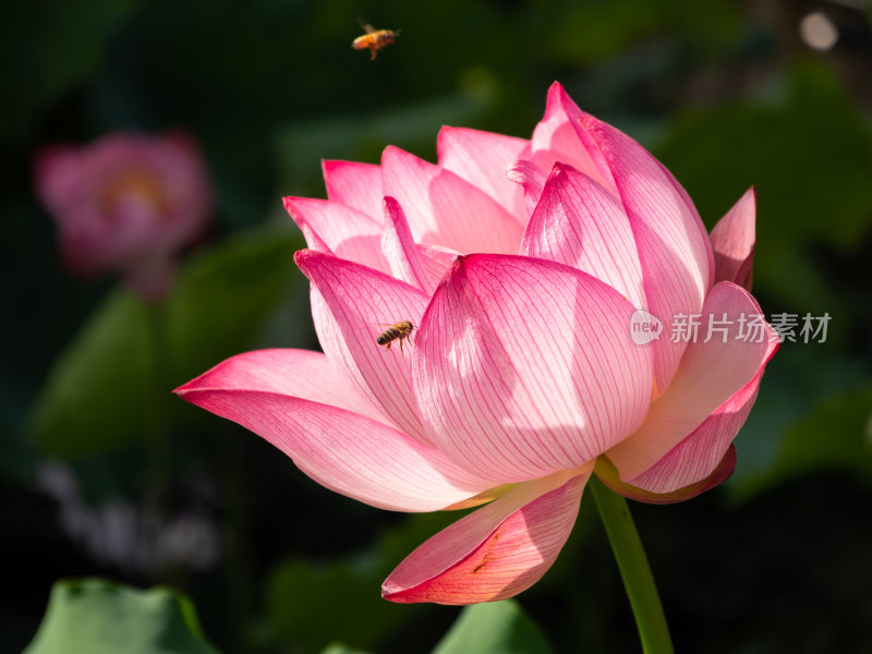 莲花蜜蜂特写