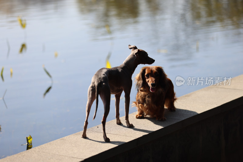 意大利小灵缇犬和长毛腊肠犬