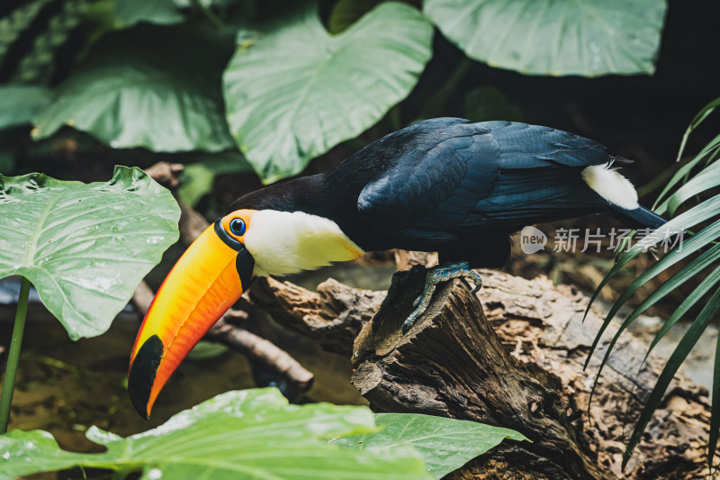 热带雨林里的巨嘴鸟