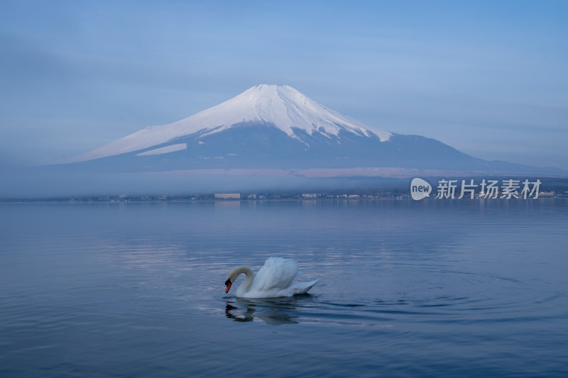 富士山下湖面上的天鹅