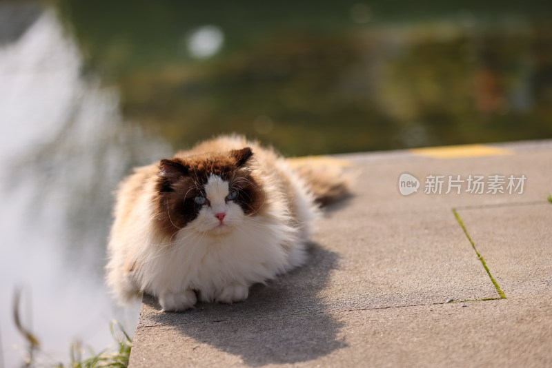 一只趴在湖边的布偶猫