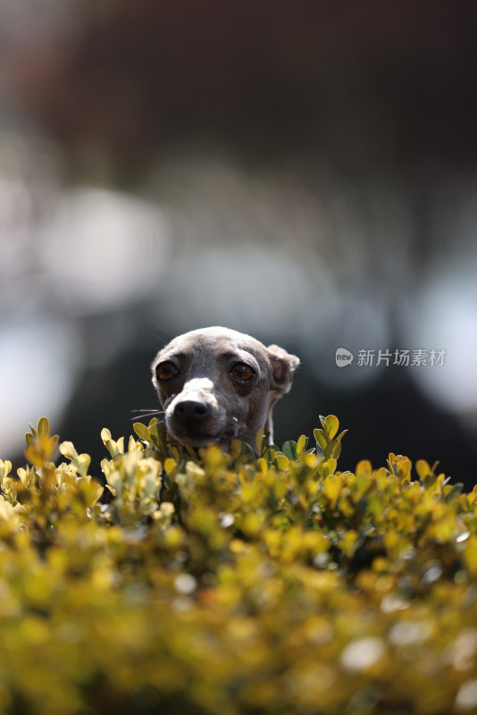 翘首以盼的意大利小灵缇犬肖像