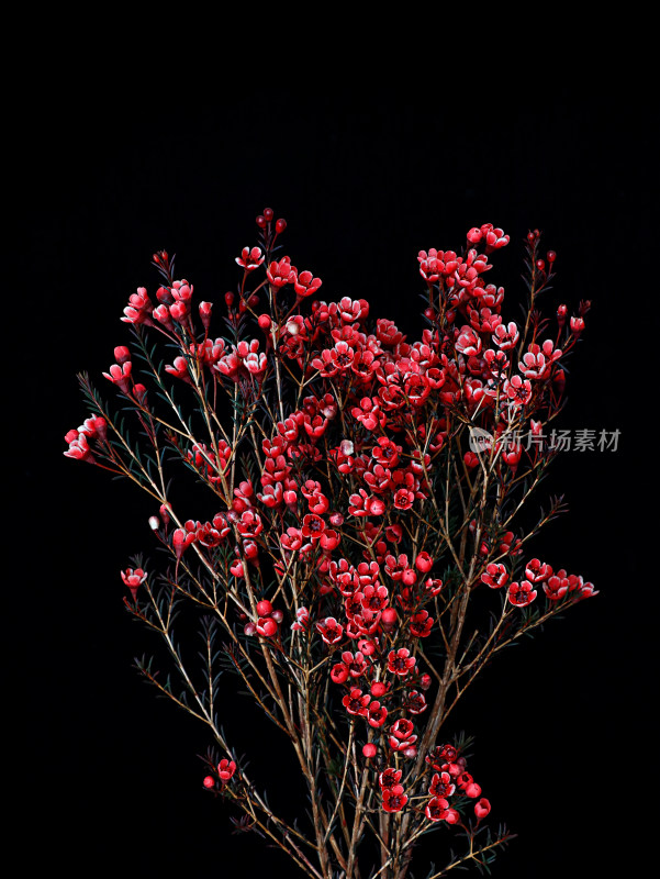 黑色背景上，一束春节年花红色腊梅