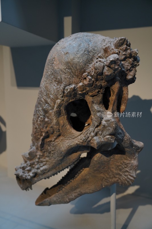 肿头龙头骨化石标本