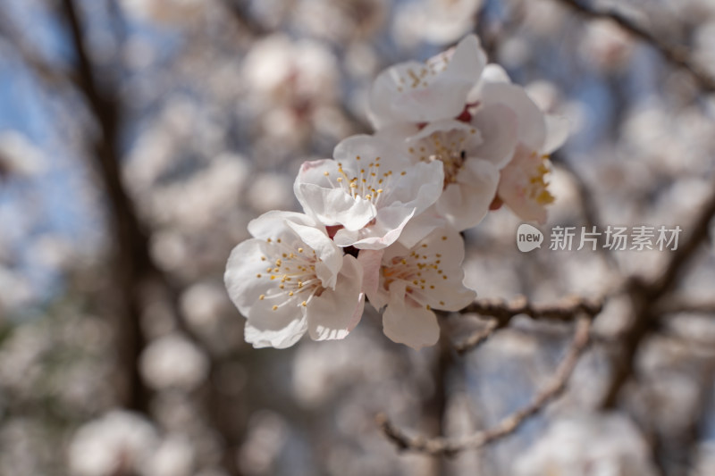 花朵春天盛开樱花