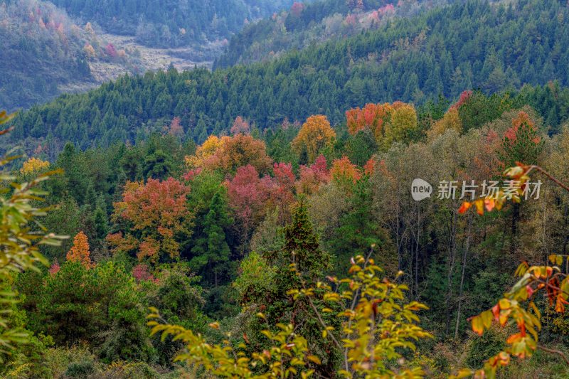 重庆酉阳：漫山遍野枫叶红