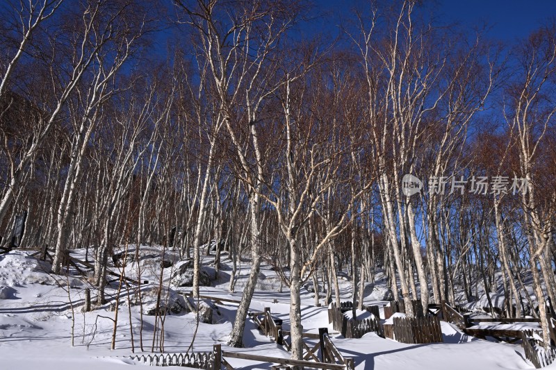 雪后白桦林景观