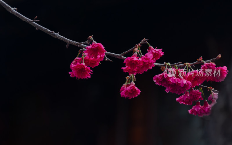 特写玫红色樱花花枝