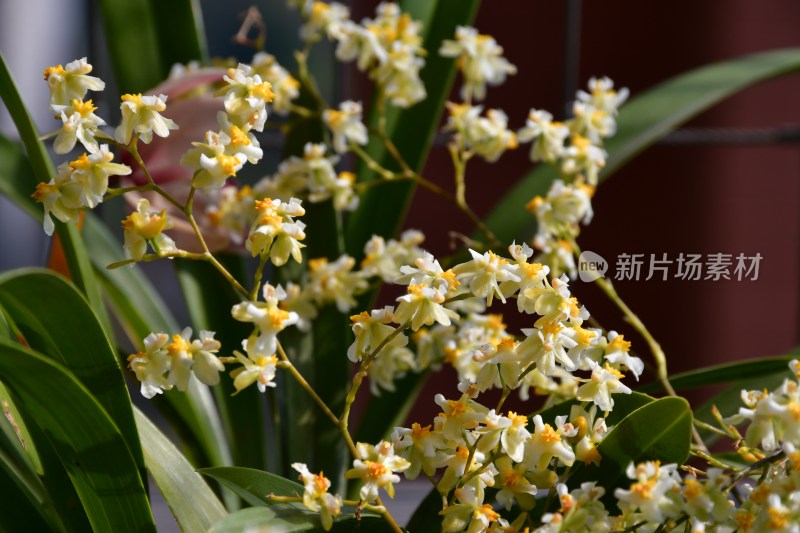广东东莞：阳台上种植的文心兰开花了