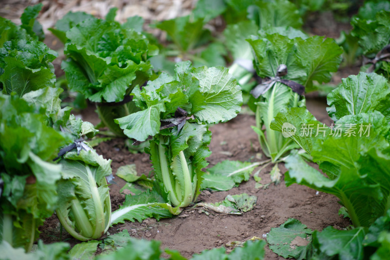 菜园里种植的白菜