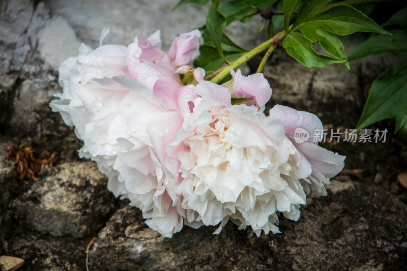 雨后挂满水珠的粉白色芍药花特写