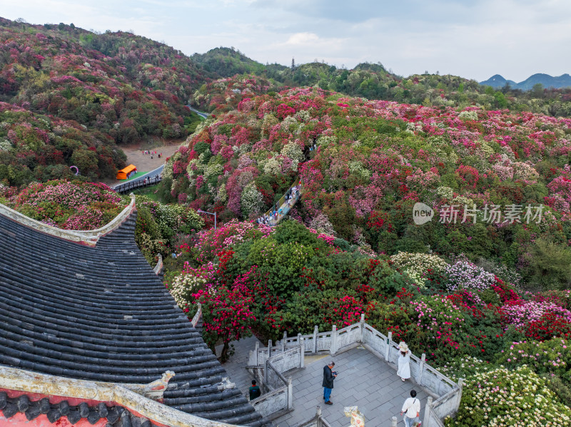 贵州百里杜鹃山间盛开的烂漫杜鹃花