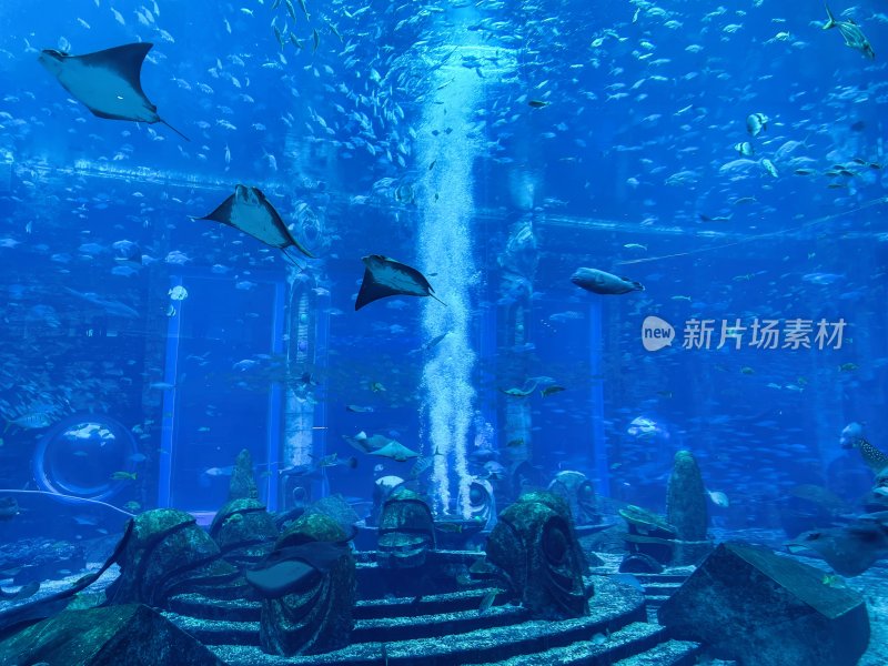 海南省三亚亚特兰蒂斯酒店的水族馆