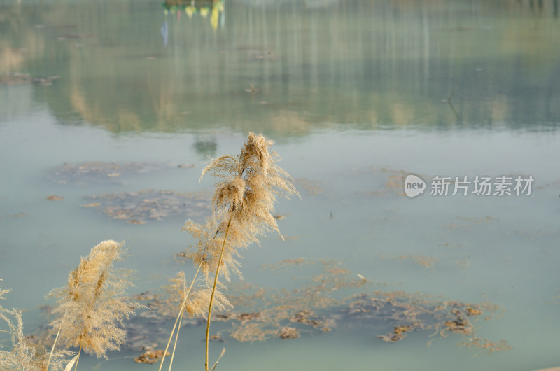 水边生长着芦苇