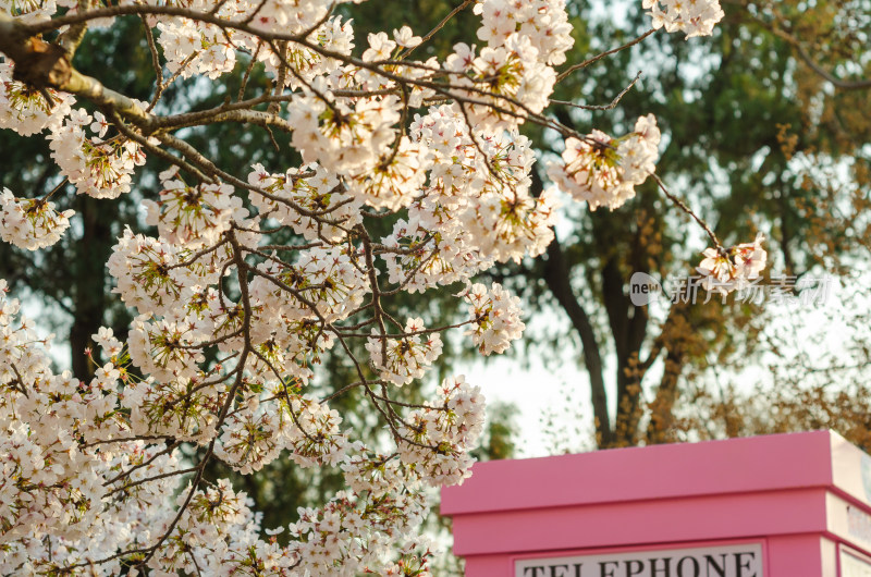 青岛中山公园樱花盛开