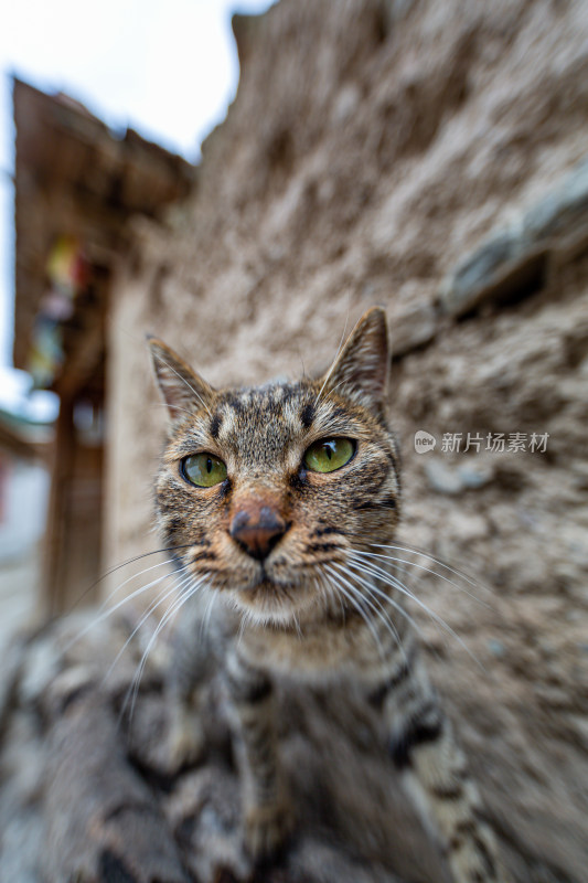 猫的特写