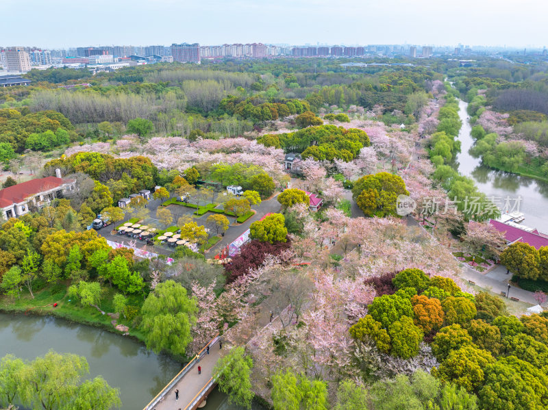 航拍上海宝山顾村公园樱花季樱花