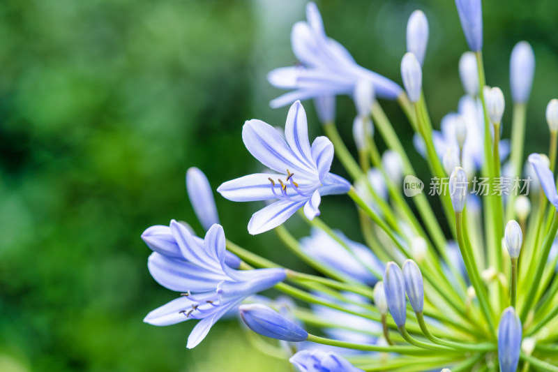 植物百子莲开花特写