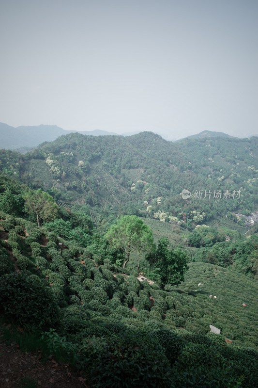 山坡上的大片茶园景观