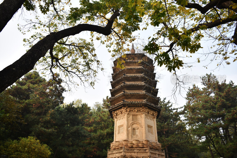 古刹塔林秋色 北京潭柘寺塔林