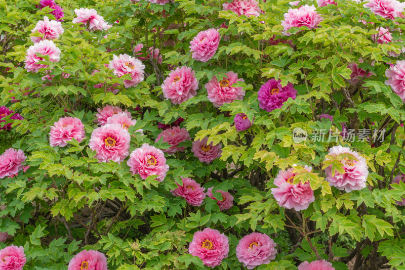 牡丹花背景