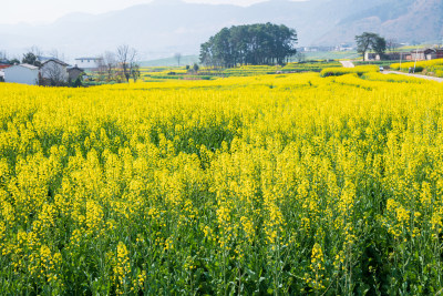 云南省丙麻乡油菜花海