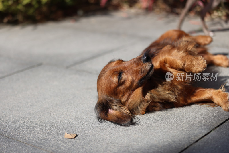 一只躺在地上的长毛腊肠犬