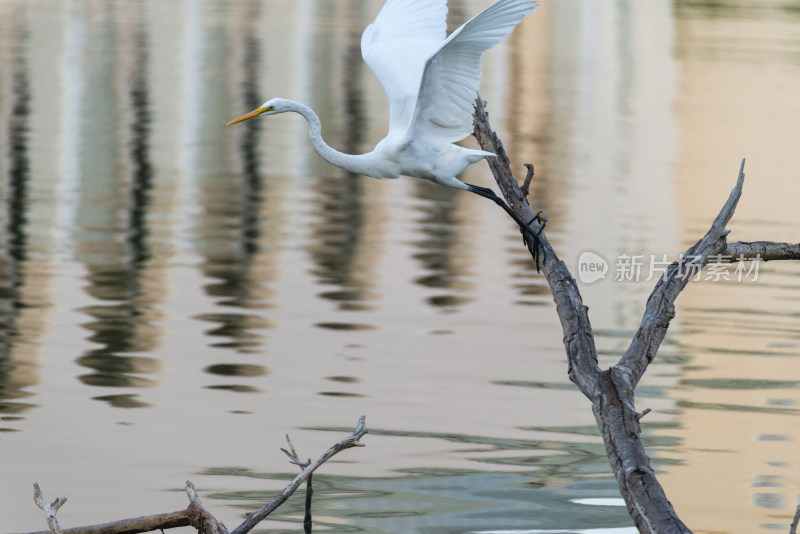 白鹭从水边树枝上展翅起飞的瞬间