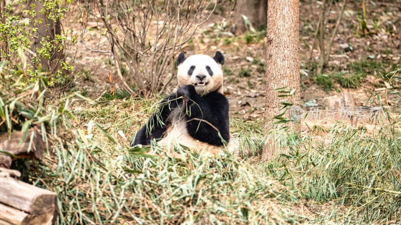 成都大熊猫繁育研究基地的大熊猫