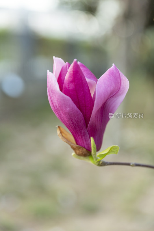 阳光花卉自然景色