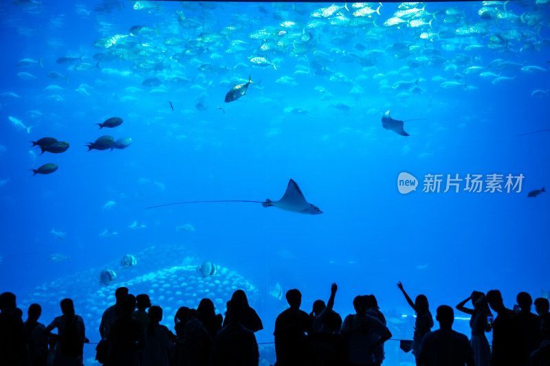 广东珠海长隆海洋王国鲸鲨馆的海洋生物