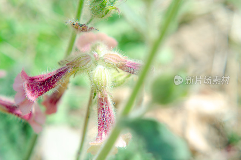 野生中药材地黄的花