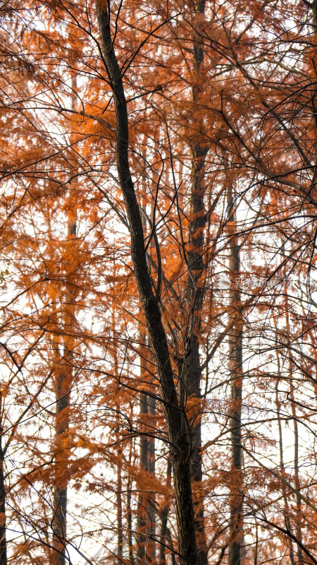 风景笔直树木红木杉摄影图