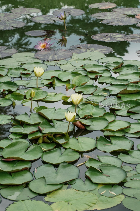 北京国家植物园睡莲