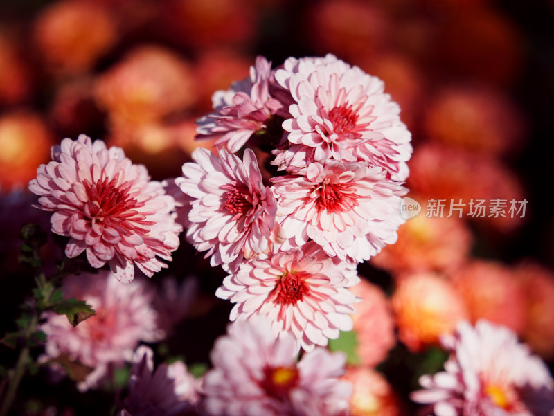 粉色菊花特写