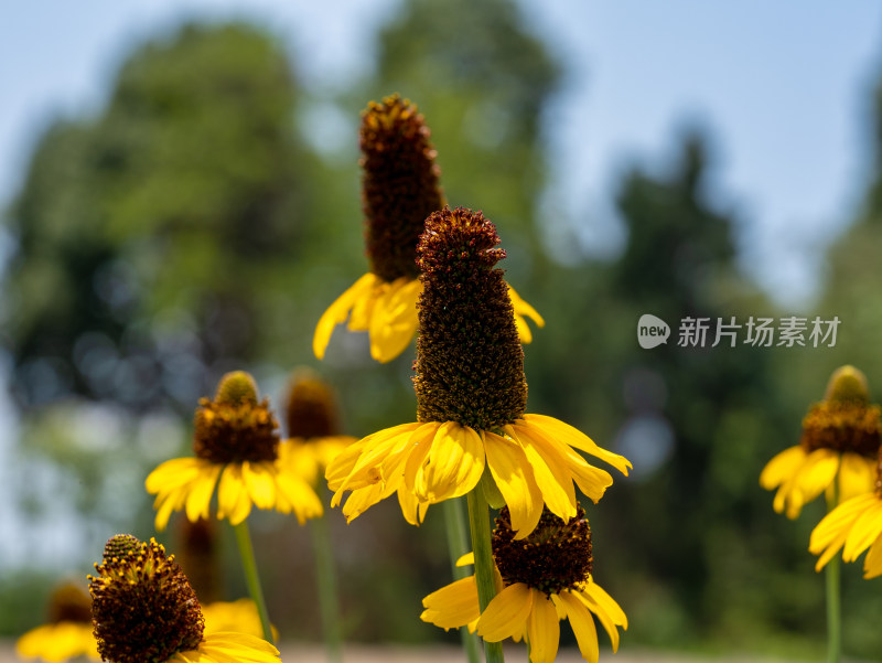 抱茎金光菊开花特写