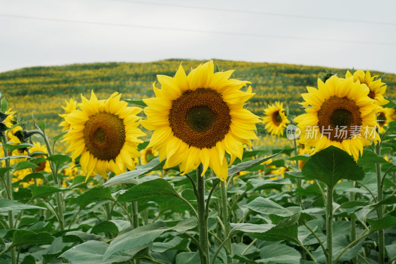 北京温榆河公园向日葵花田