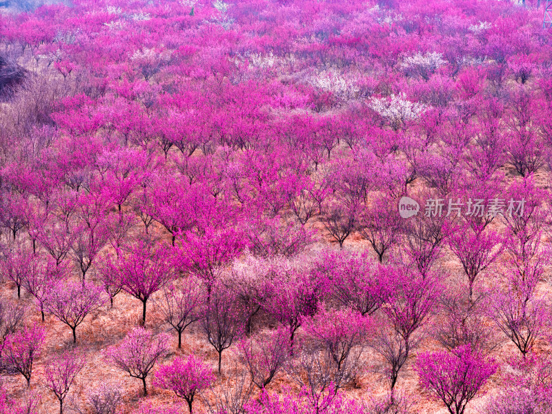 梅花林春天鲜花实拍