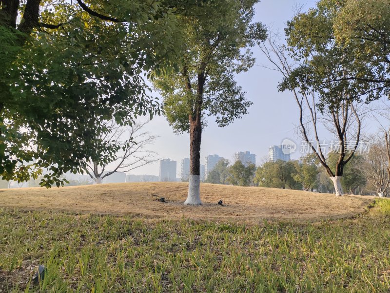 树木点缀的草地与城市建筑远景