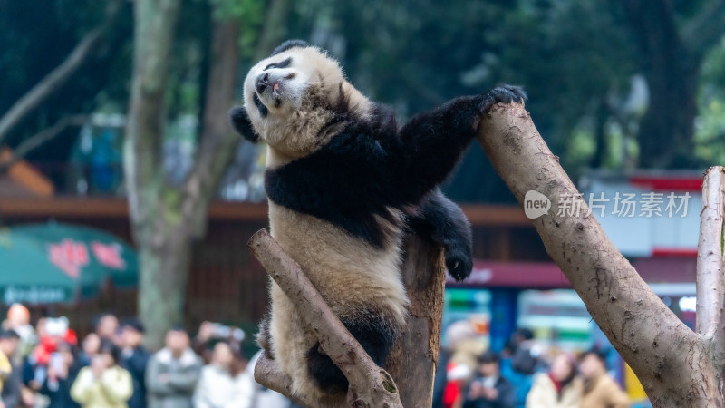 爬树的大熊猫