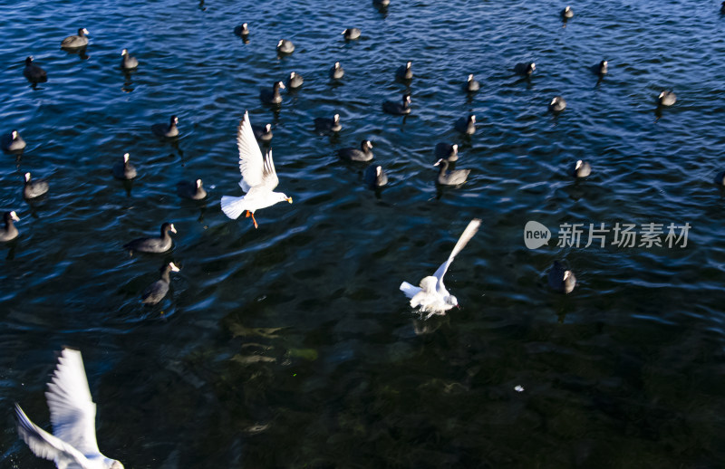 云南丽江泸沽湖海鸥水鸟野生动物